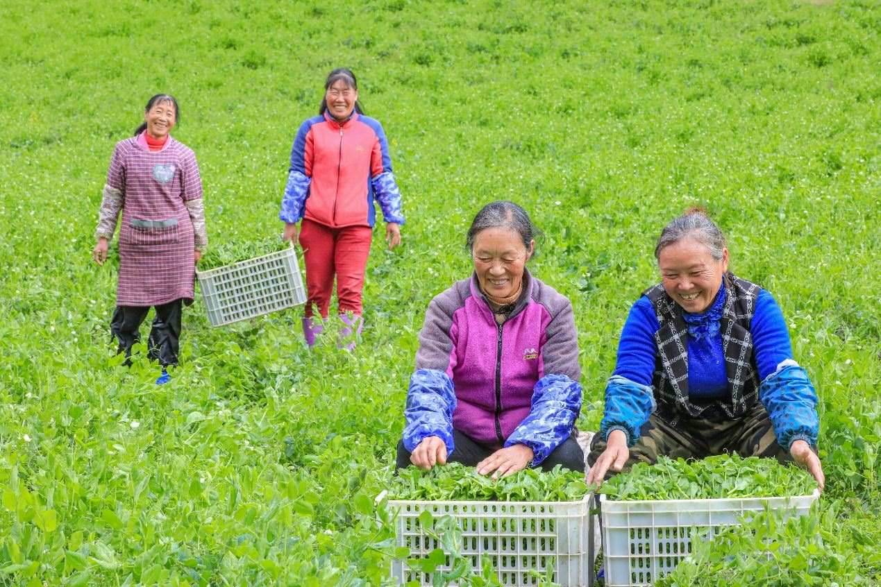 在四川省阿壩藏族羌族自治州馬爾康市馬爾康鎮(zhèn)納足村，當季蔬菜喜獲豐收，群眾正在忙著采收、裝箱供應市場。來源：人民圖片