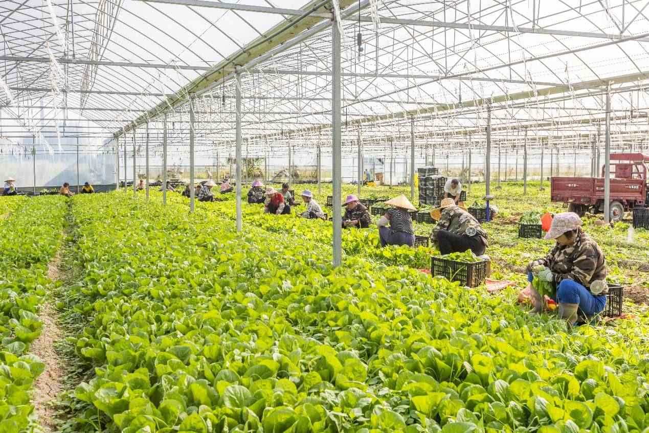 2024年10月8日，在廣西梧州市蒙山縣文圩鎮(zhèn)大明村一個大棚蔬菜基地內(nèi)，民工在采摘、包裝包心菜，準備運銷外地。來源：人民圖片