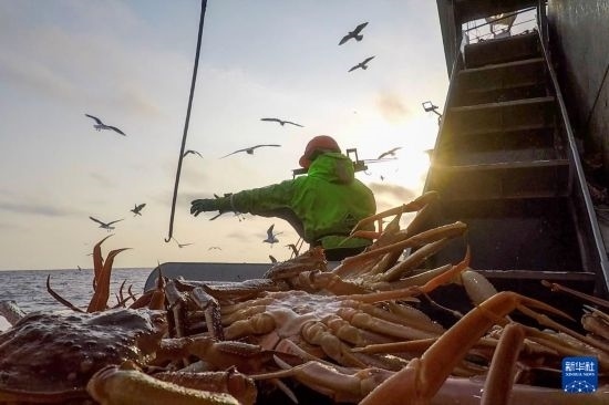 這是俄羅斯蟹業(yè)集團工作人員進行遠洋捕撈的資料照片。新華社發(fā)（俄羅斯蟹業(yè)集團供圖）