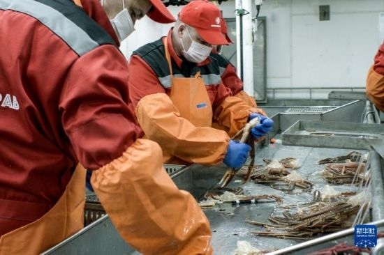 俄羅斯蟹業(yè)集團的工作人員在生產線上加工產品（資料照片）。新華社發(fā)（俄羅斯蟹業(yè)集團供圖）