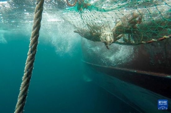 這是俄羅斯蟹業(yè)集團的捕撈船進行遠洋捕撈的資料照片。新華社發(fā)（俄羅斯蟹業(yè)集團供圖）