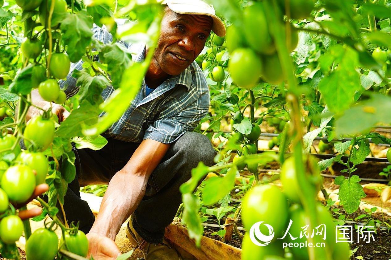 肯尼亞納庫(kù)魯郡，當(dāng)?shù)剞r(nóng)民喬納·卡蘭賈家的溫室大棚里，番茄長(zhǎng)勢(shì)喜人。人民網(wǎng)記者 黃煒鑫攝