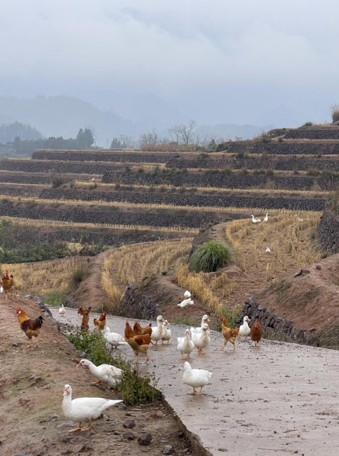 樨鄉(xiāng)記生態(tài)農(nóng)莊一隅。劉軍國攝