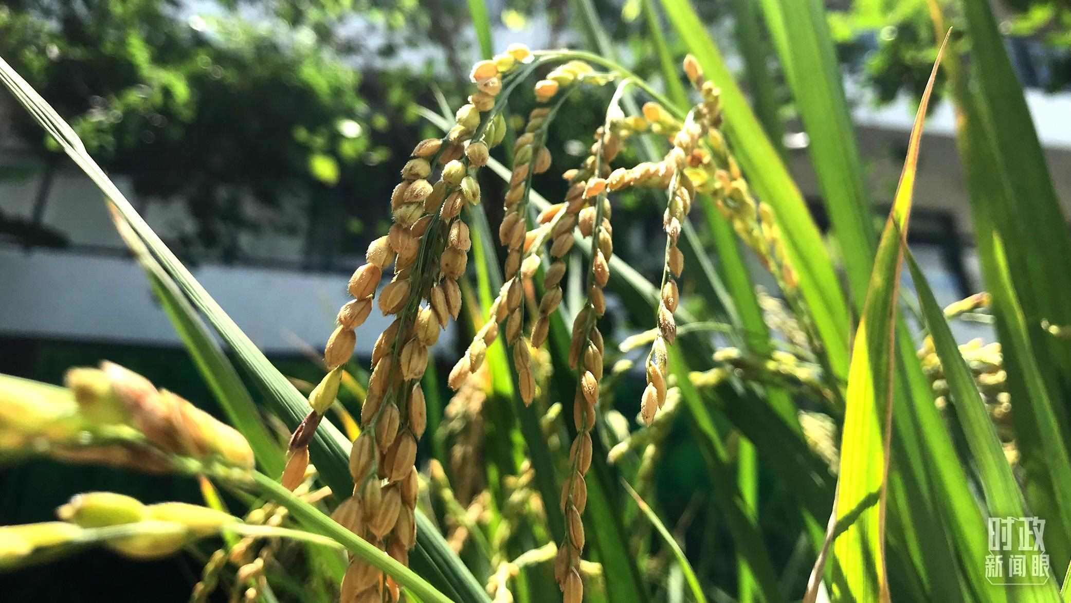 在海南培育的水稻品種。（總臺央視記者石偉明拍攝）