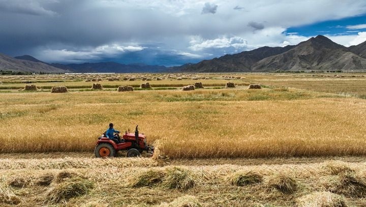 2024年9月10日在西藏日喀則市白朗縣巴扎鄉(xiāng)拍攝的秋收?qǐng)鼍埃o人機(jī)照片）。新華社記者 晉美多吉 攝