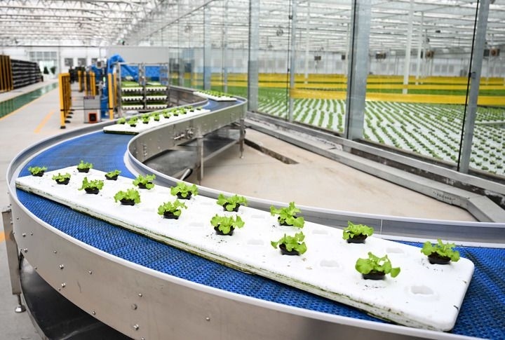 2024年12月12日在內(nèi)蒙古鄂爾多斯市達(dá)拉特旗內(nèi)蒙古現(xiàn)代數(shù)字農(nóng)業(yè)科技產(chǎn)業(yè)園拍攝的生菜苗。 新華社記者 貝赫 攝