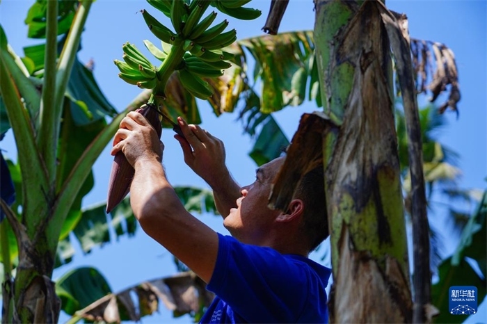 12月23日，中國熱帶農業(yè)科學院專家趙增賢在斯里蘭卡馬坎杜拉為當?shù)剞r戶做技術示范。新華社記者 陳冬書 攝