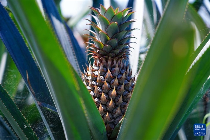 這是12月23日在斯里蘭卡馬坎杜拉拍攝的中國技術試驗田里的菠蘿。新華社記者 陳冬書 攝