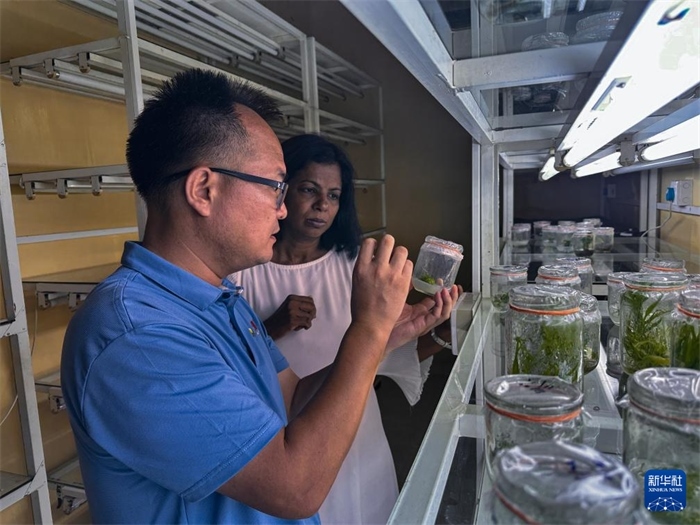 12月23日，在斯里蘭卡馬坎杜拉，中國專家與斯里蘭卡馬坎杜拉可持續(xù)農業(yè)與發(fā)展研究中心主任達莎妮·賈亞曼納交流。新華社發(fā)（中國、聯(lián)合國糧農組織與斯里蘭卡南南合作項目專家組供圖）