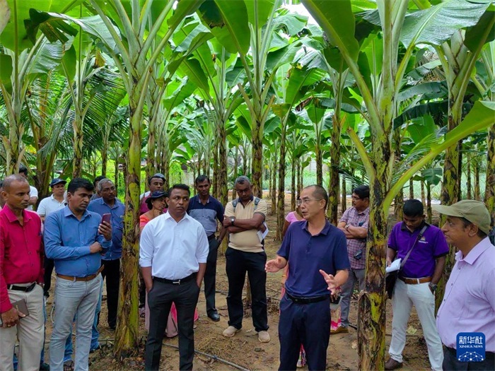 10月10日，在斯里蘭卡霍勒訥的一處香蕉示范基地，中國、聯(lián)合國糧農組織與斯里蘭卡南南合作項目中國專家組組長孫德權為當?shù)剞r民進行技術培訓。新華社發(fā)（中國、聯(lián)合國糧農組織與斯里蘭卡南南合作項目專家組供圖）