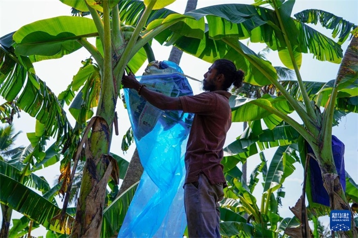 12月23日，在斯里蘭卡馬坎杜拉，農民在香蕉試驗田里學習套袋技術。新華社記者 陳冬書 攝
