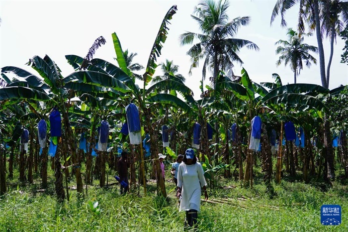 12月23日，在斯里蘭卡馬坎杜拉，農民走過中國技術試驗田香蕉田。新華社記者 陳冬書 攝