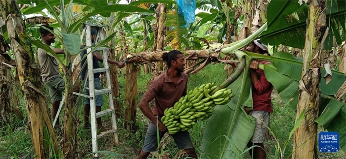 12月28日，在斯里蘭卡馬坎杜拉，當?shù)剞r民收獲香蕉。新華社發(fā)（中國、聯(lián)合國糧農組織與斯里蘭卡南南合作項目專家組供圖）