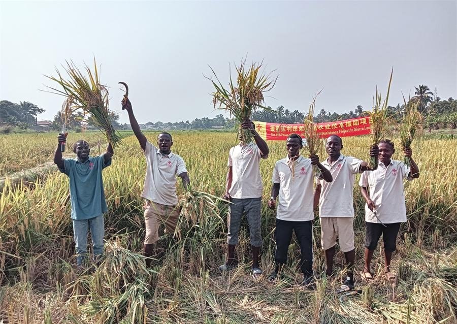 當?shù)卮迕裾故窘衲甑乃痉N植成果。中國援塞農(nóng)業(yè)專家組供圖