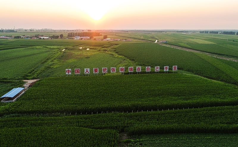 2020年7月23日拍攝的吉林省梨樹縣國家百萬畝綠色食品原料（玉米）標準化生產(chǎn)基地核心示范區(qū)（無人機照片）。新華社記者 許暢 攝
