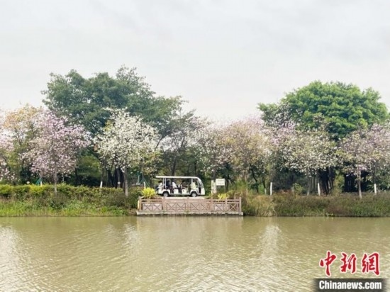 3月7日，廣州海珠國家濕地公園宮粉紫荊花海吸引游人。中新社記者 許青青 攝