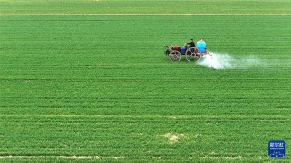 3月14日，在菏澤市鄆城縣郭屯鎮(zhèn)，農(nóng)民在麥田里噴灑除草劑（無人機(jī)照片）。