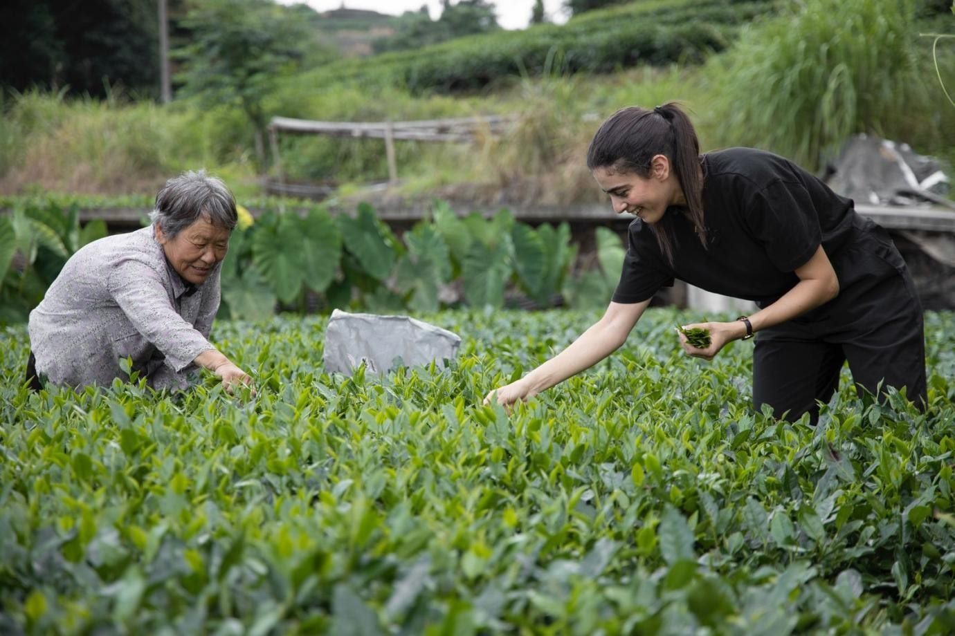 卡友琪在福建采茶。受訪(fǎng)者供圖