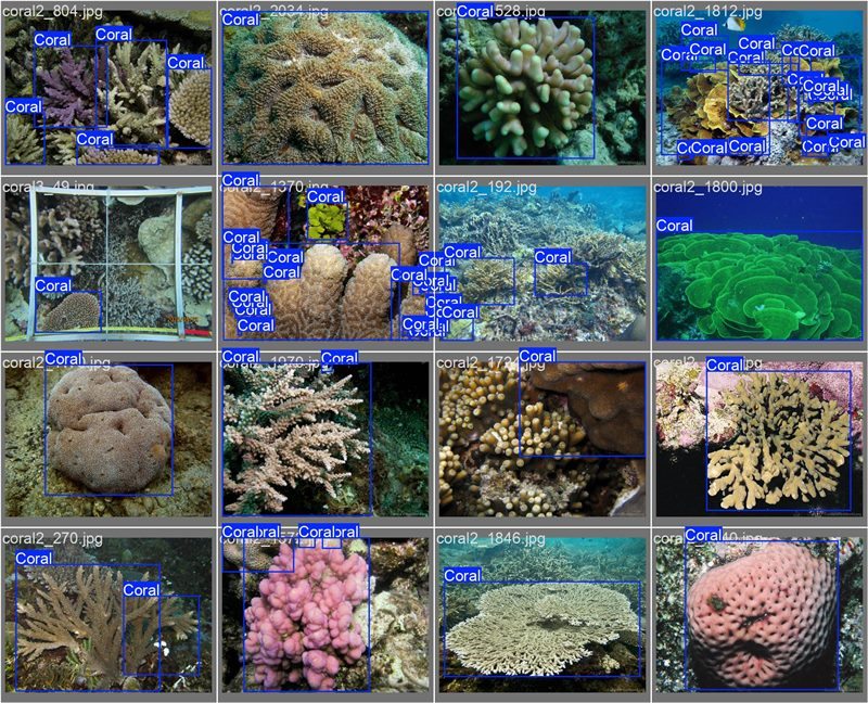 南海珊瑚識別。阿里云供圖