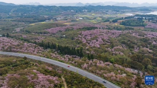 清鎮(zhèn)市紅楓湖鎮(zhèn)右二村旁的道路與花海相映（4月5日攝，無人機(jī)照片）。