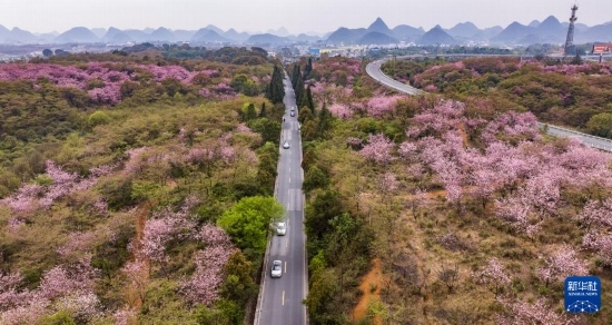 游客驅(qū)車前來清鎮(zhèn)市紅楓湖鎮(zhèn)右二村踏青游玩（4月5日攝，無人機(jī)照片）。