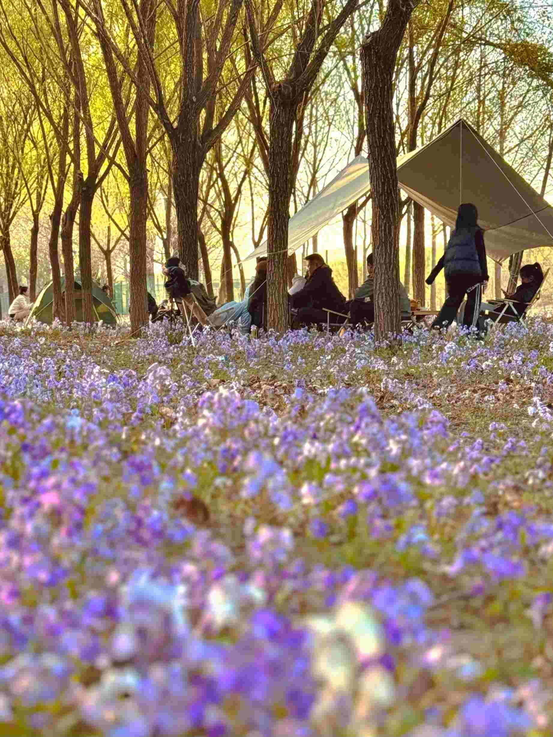 清明假期期間，范女士一家在北京溫榆河邊露營(yíng)。受訪(fǎng)者供圖