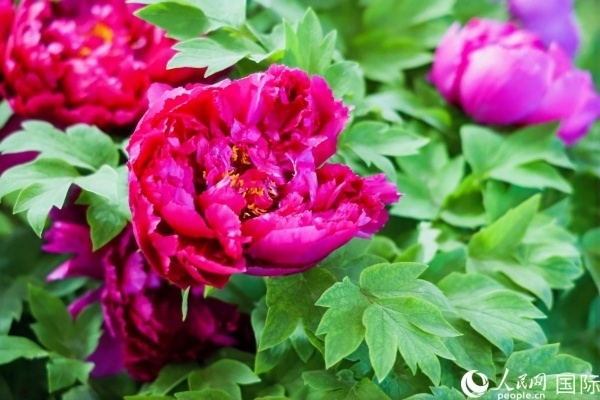 洛陽國家牡丹園牡丹盛開。 人民網(wǎng)記者 魯揚攝