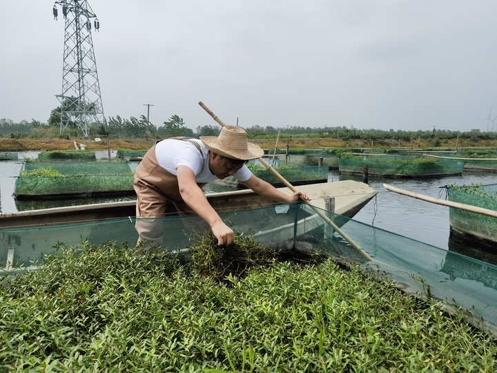陳樹(shù)在湖北省仙桃市剅河鎮(zhèn)余腦村黃鱔繁育基地觀察黃鱔長(zhǎng)勢(shì)。新華社記者宋立崑 攝