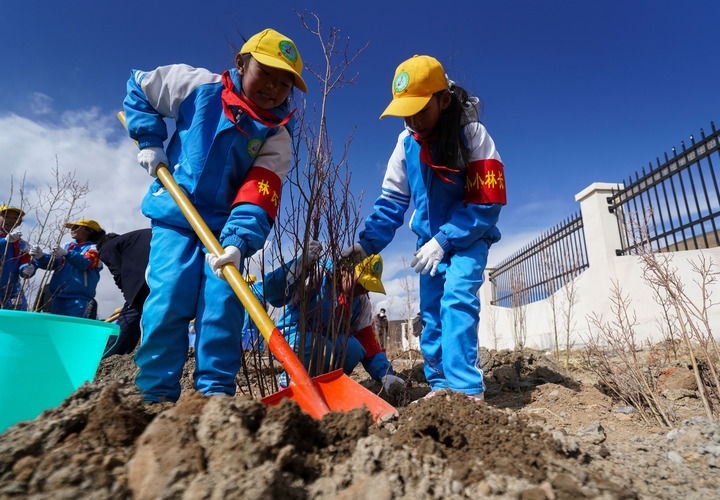 2025年4月25日，西藏那曲市小學(xué)生在植樹。新華社記者 晉美多吉 攝