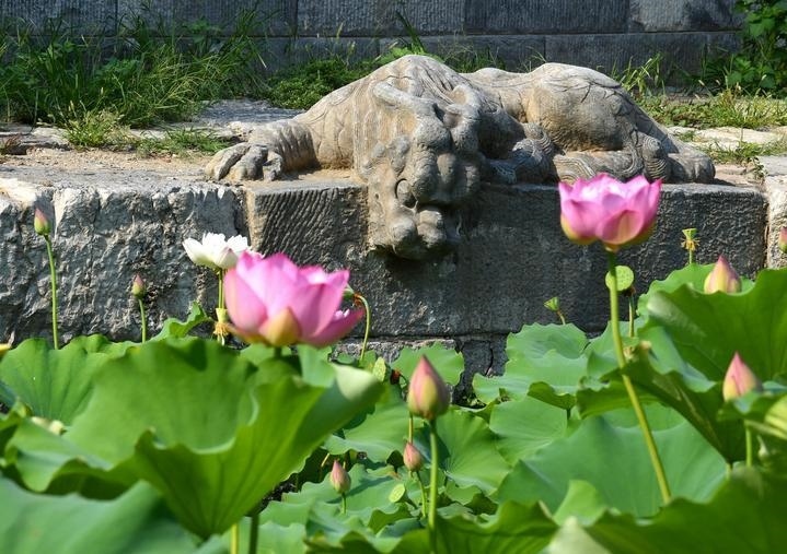萬寧橋位于北京地安門外大街中部、什剎海東岸，是北京中軸線上最古老的橋梁，至今已有700多年歷史。近年來，北京市持續(xù)為萬寧橋“瘦身減負(fù)”，橋體風(fēng)貌得以完整展現(xiàn)，方便游客走近欣賞，深入了解古橋承載的價值和內(nèi)涵。這是2023年7月18日拍攝的北京萬寧橋橋東的鎮(zhèn)水獸。